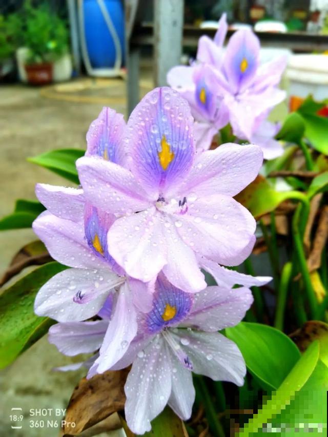 20块钱1把的花,城里人抢着要,农村特常见,别再花冤枉钱了! 20块钱1把的花,城里人抢着要,农村特常见,别再花冤枉钱了!
