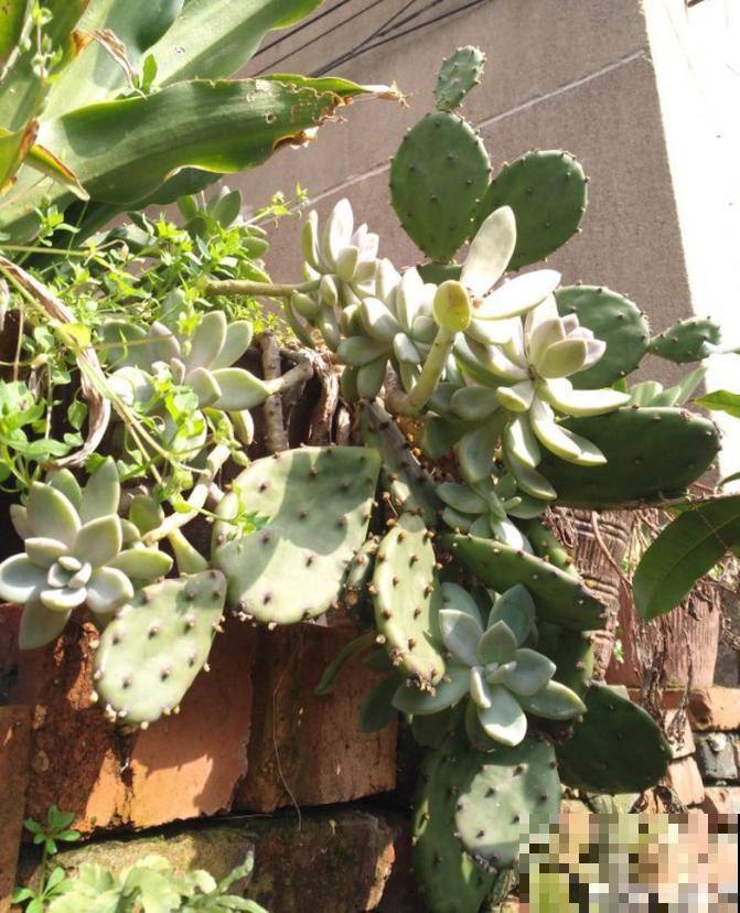 多肉半死不活不长个,可能是没有服盆,赶紧看看! 多肉半死不活不长个,可能是没有服盆,赶紧看看!