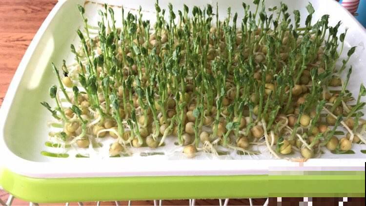 阳台种4种菜,一年四季都能吃,省了不少买菜钱 阳台种4种菜,一年四季都能吃,省了不少买菜钱