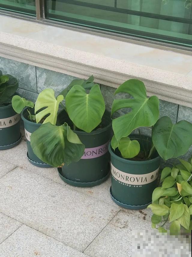 花长了“长胡须”,压土里一埋,10天就生根,特简单! 花长了“长胡须”,压土里一埋,10天就生根,特简单!