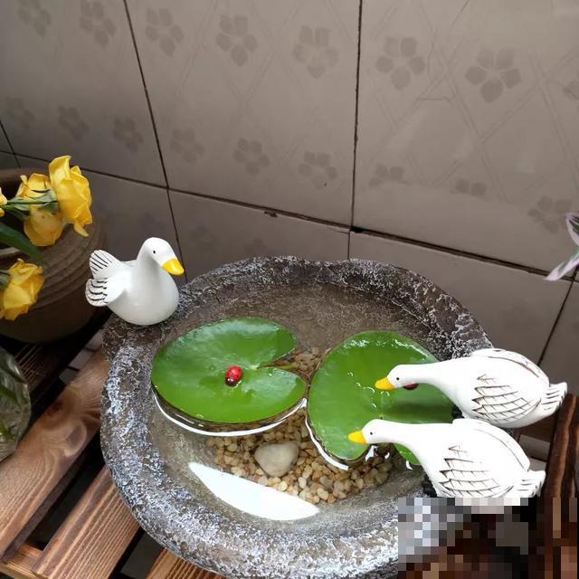 花盆里摆了它,更有趣、更新奇,邻居来了想搬走! 花盆里摆了它,更有趣、更新奇,邻居来了想搬走!