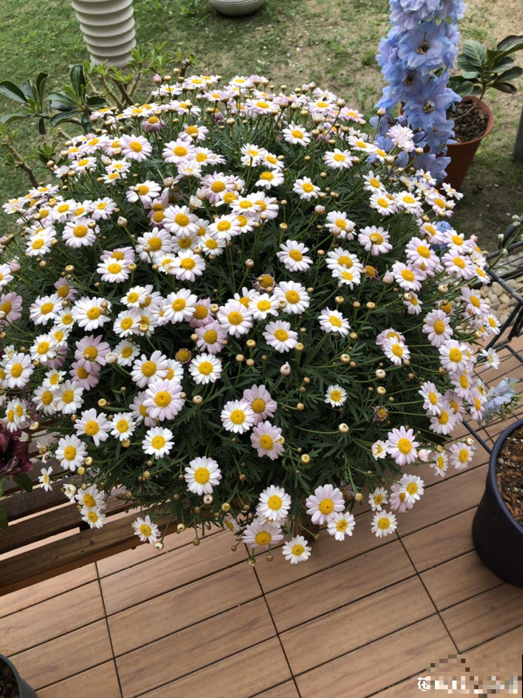 1根绳子扯一下，枝条冒出20个芽，一不小心拉断了！