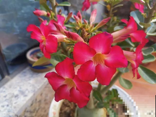 夏天潮湿闷热，一不小心花就烂根，看准时机砍掉，照样长出新叶子