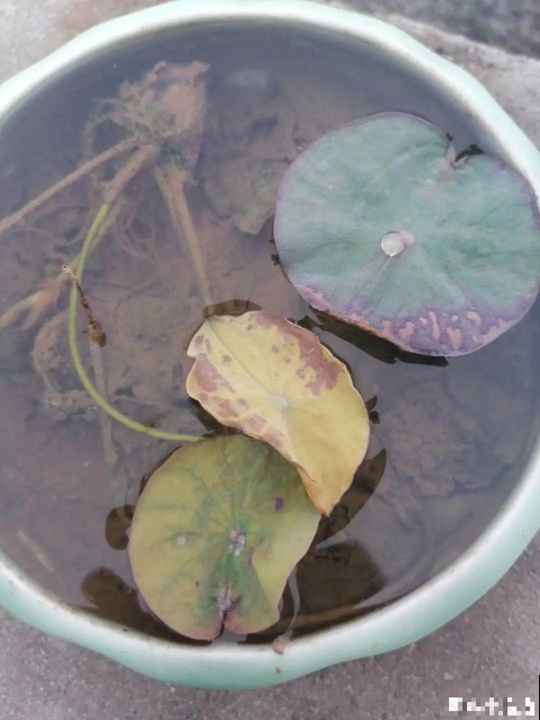 夏天花卉叶子哗哗掉,赶紧遮阴,不然掉成光杆司令 夏天花卉叶子哗哗掉,赶紧遮阴,不然掉成光杆司令