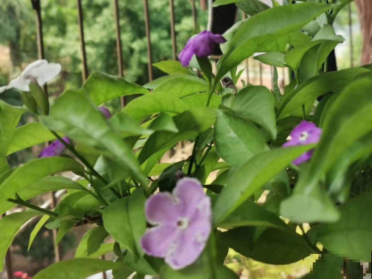 鸳鸯茉莉很神奇，花瓣是变脸大师，白天晚上是两个色！