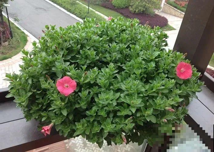 8种花，5月要赶紧修剪，剪完了还能窜新芽