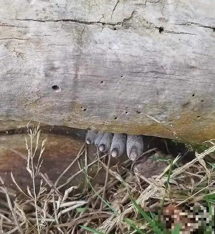 听起来吓人的花,超有特点,你敢养吗 听起来吓人的花,超有特点,你敢养吗