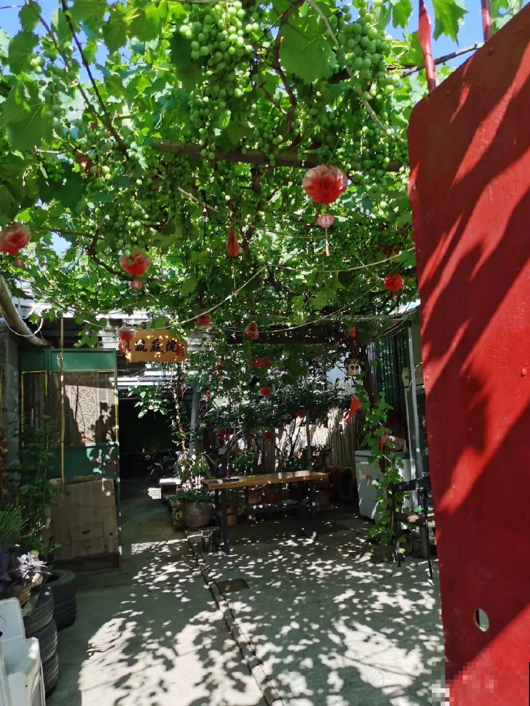 我想回农村,院子里养花、种菜,过清闲日子 我想回农村,院子里养花、种菜,过清闲日子