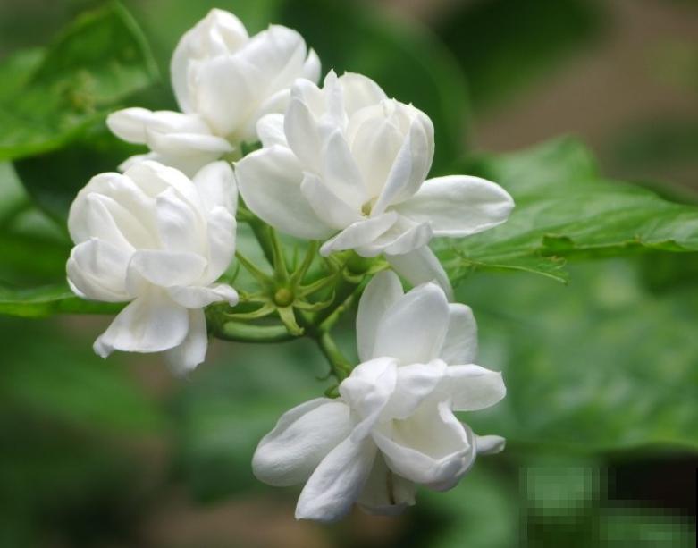 一种花,一首诗,6种花你最钟爱哪一种? 一种花,一首诗,6种花你最钟爱哪一种?