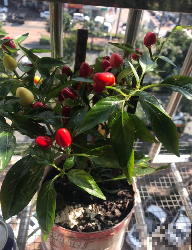 养花最怕遇到这4种虫害,喷点酒精,虫子秒杀,叶子蹭蹭长! 养花最怕遇到这4种虫害,喷点酒精,虫子秒杀,叶子蹭蹭长!