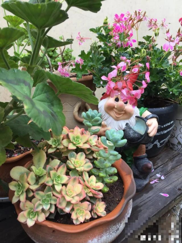 花盆里摆了它,更有趣、更新奇,邻居来了想搬走! 花盆里摆了它,更有趣、更新奇,邻居来了想搬走!