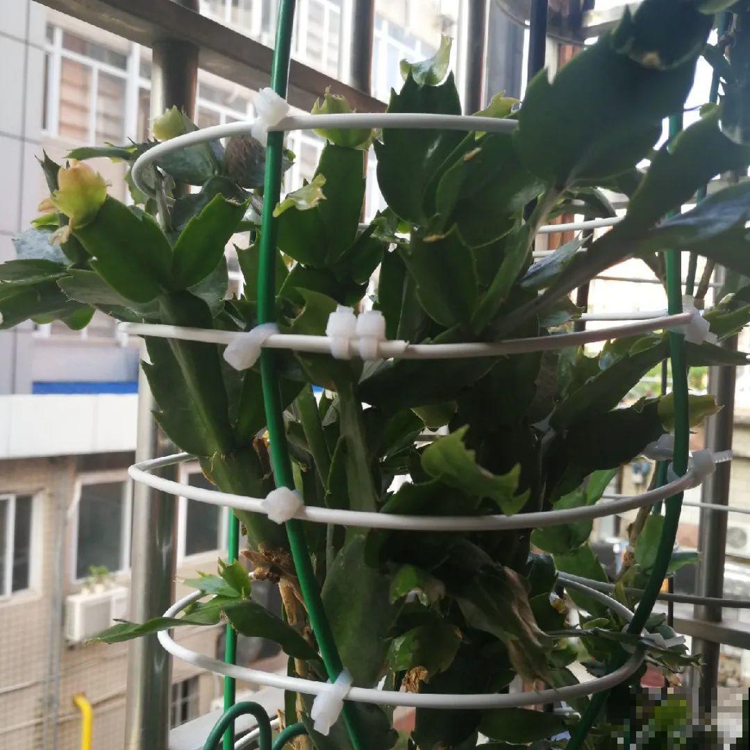 20种花,夏天要休眠,一浇水就死! 20种花,夏天要休眠,一浇水就死!