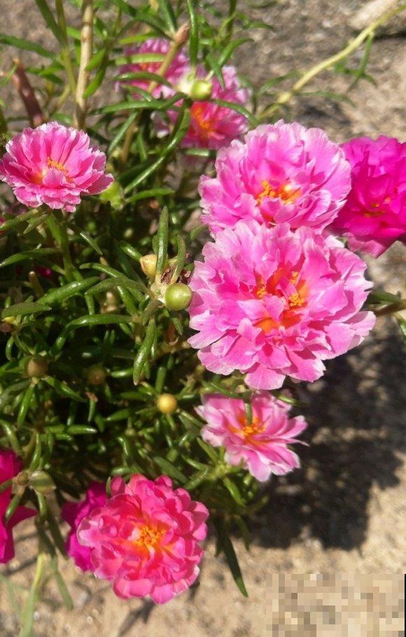 死不了的太阳花，夏天能把盆撑破，20多个品种你都没见过！