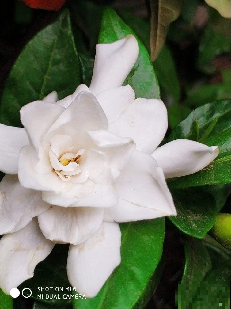 栀子花买回家就黄叶，原来是选苗出问题，4个方法选到壮花苗