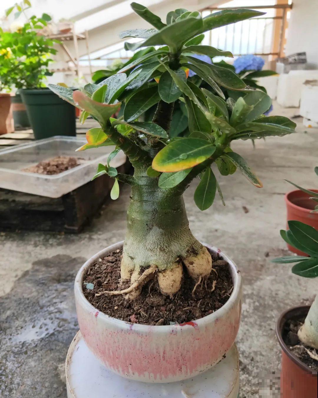 吊兰就用小盆养，根系拽一拽，立马变老桩！