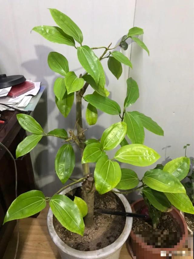 10种花一晒就死,夏天别放南阳台,小心晒成梅干菜! 10种花一晒就死,夏天别放南阳台,小心晒成梅干菜!