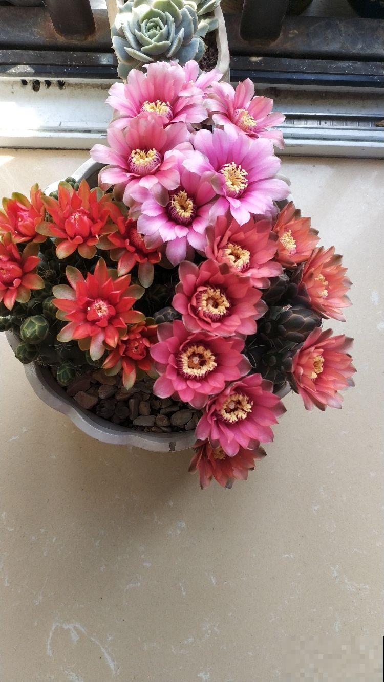 夏天养仙人球,记住两少一多,大花蹭蹭开 夏天养仙人球,记住两少一多,大花蹭蹭开