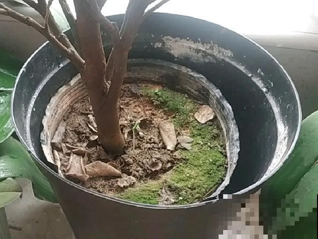 8种花,天热不能换盆,换了3天必死! 8种花,天热不能换盆,换了3天必死!