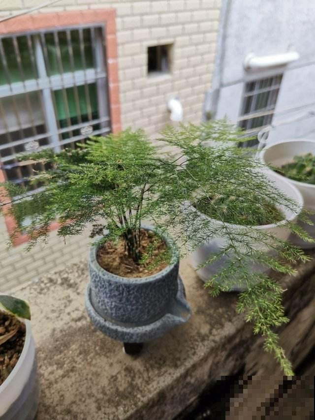 小时候常见的水竹,种在花盆里,气质提升一大截 小时候常见的水竹,种在花盆里,气质提升一大截