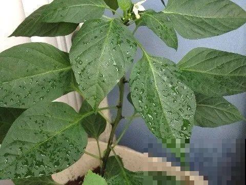 自制杀菌水、杀虫水，3天给花喷一次，虫病全扫光！