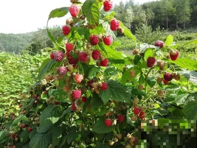 6种果树，最适合在家里养，一次结果20斤！