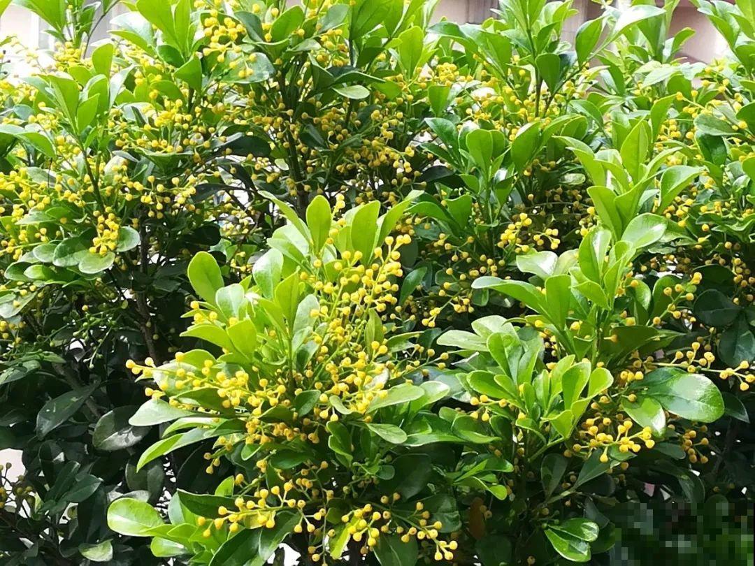 8种花，5月要赶紧修剪，剪完了还能窜新芽