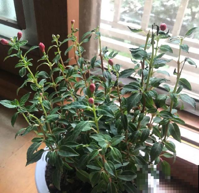 10种花一晒就死,夏天别放南阳台,小心晒成梅干菜! 10种花一晒就死,夏天别放南阳台,小心晒成梅干菜!
