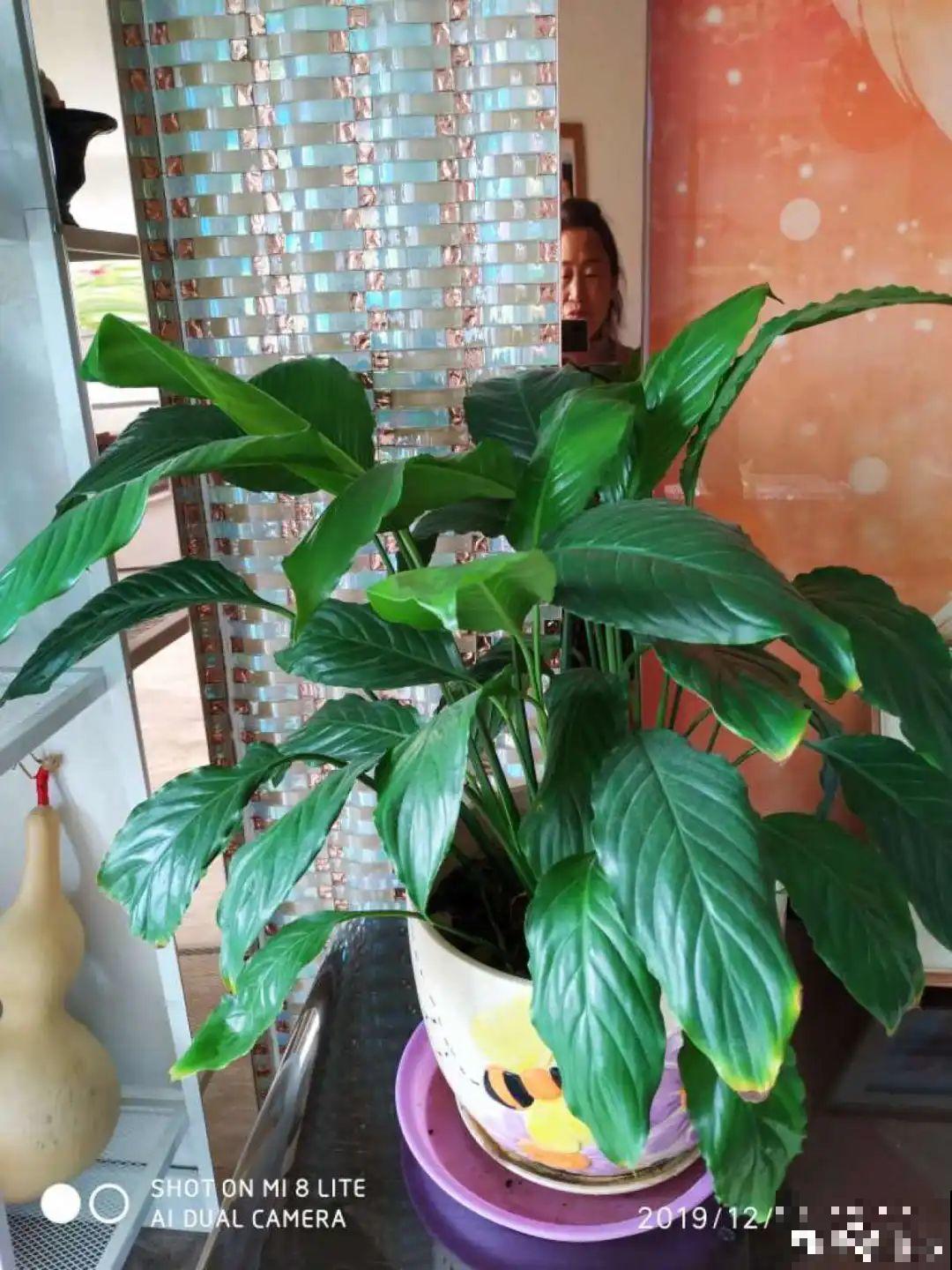 夏天到了，这10种花不能晒，否则干枯黄叶死翘翘