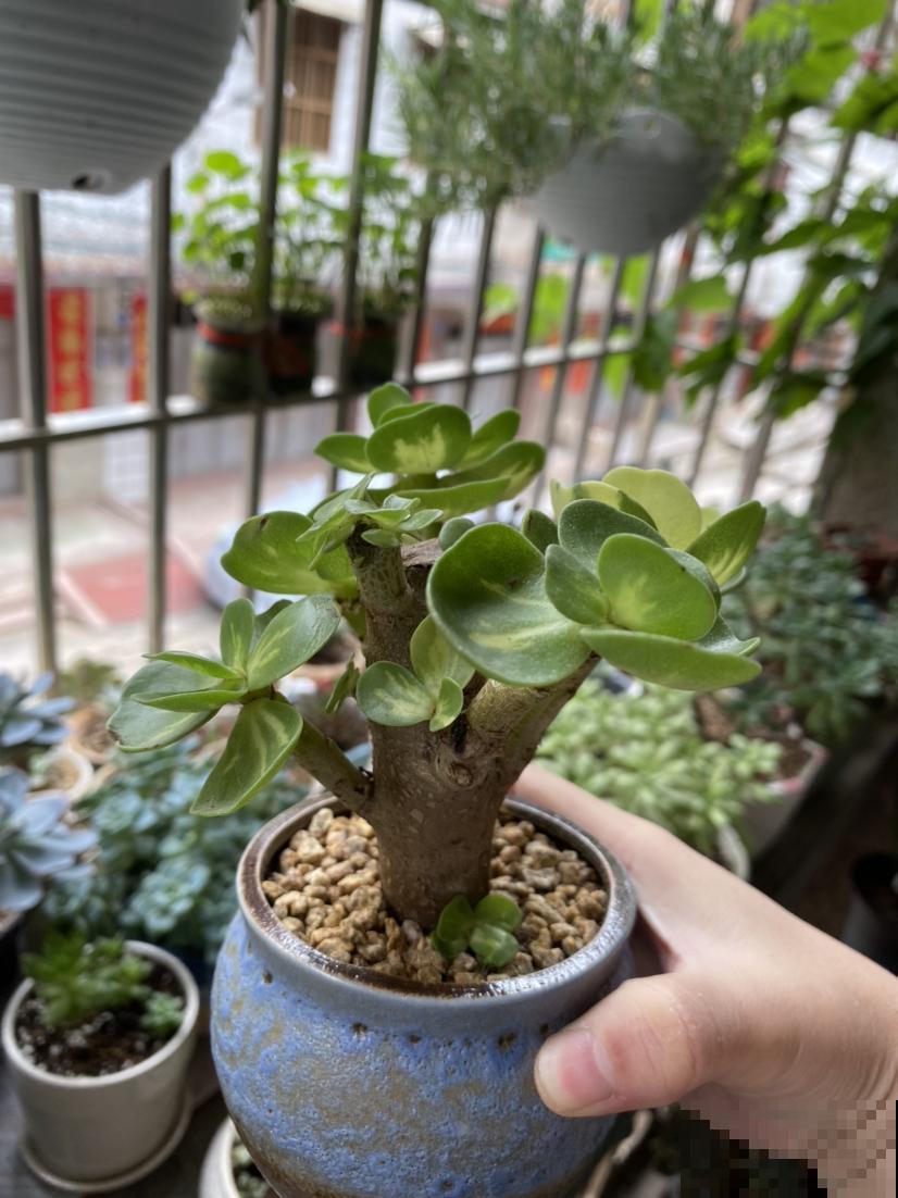 矮壮素是个好东西，养花美观离不开，一点点就能紧凑成花球！