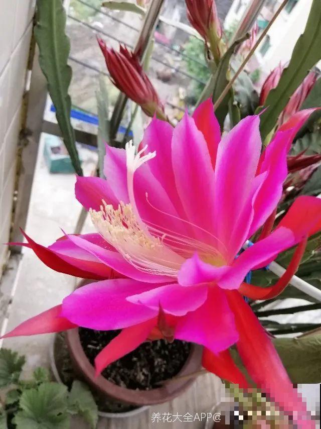 1种花，名叫假昙花，开花上百朵，美翻了