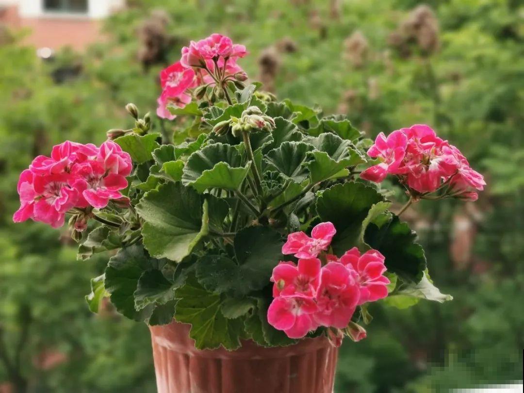 绣球马上剪，下个月就晚了，错过明年不开花