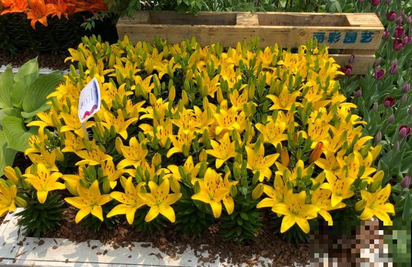 居家绿植摆放禁忌，这三种花卧室可万万养不得