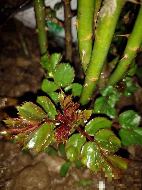 夏天浇这5种水，那就是养花夺命水，赶紧改掉