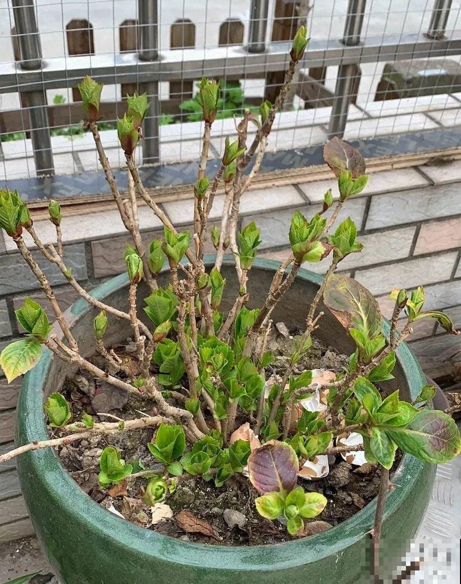 绣球马上剪，下个月就晚了，错过明年不开花