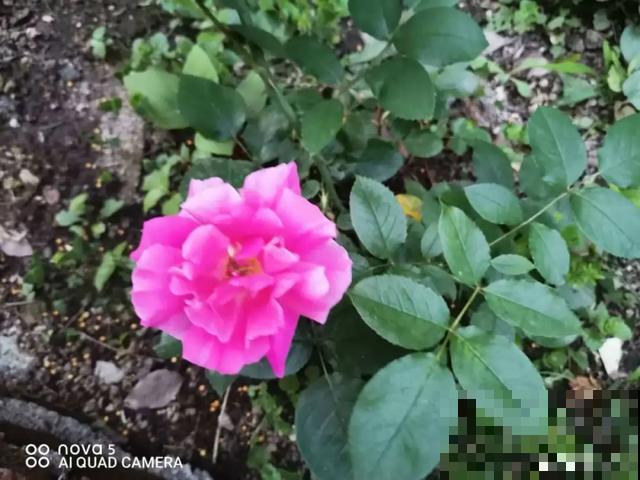 花出现黄叶打蔫，千万别扔，还能救回来！