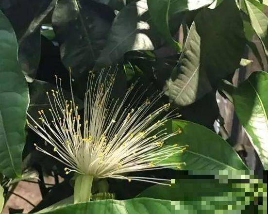 养了10年的幸福树，开花了，太神奇了！