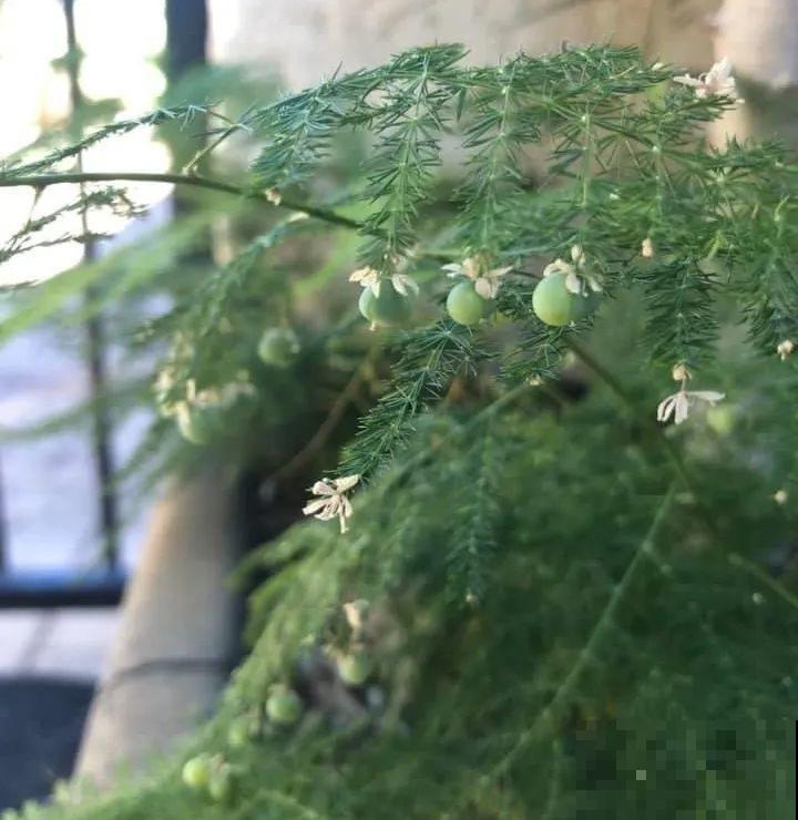 这花都是潜力股，开完种子一大把，千万别剪了！