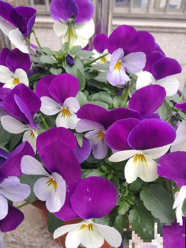 3种花开花就像小蝴蝶,好养皮实,种上一片美翻了 3种花开花就像小蝴蝶,好养皮实,种上一片美翻了