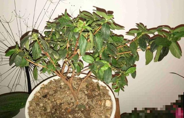 8种花,天热不能换盆,换了3天必死! 8种花,天热不能换盆,换了3天必死!