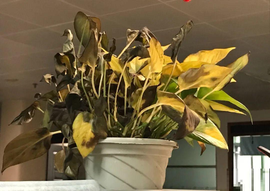 10种水有“毒”,夏天浇花,浇一盆死一盆! 10种水有“毒”,夏天浇花,浇一盆死一盆!