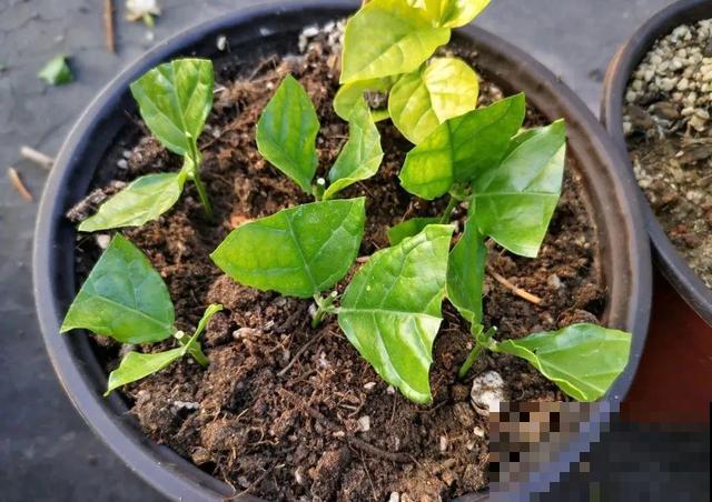 超耐晒的茉莉花,30℃高温照样开,满屋子都是香气! 超耐晒的茉莉花,30℃高温照样开,满屋子都是香气!