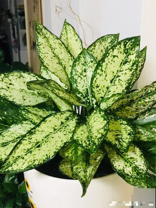 夏天花会休眠,别施肥,否则都毒死了 夏天花会休眠,别施肥,否则都毒死了