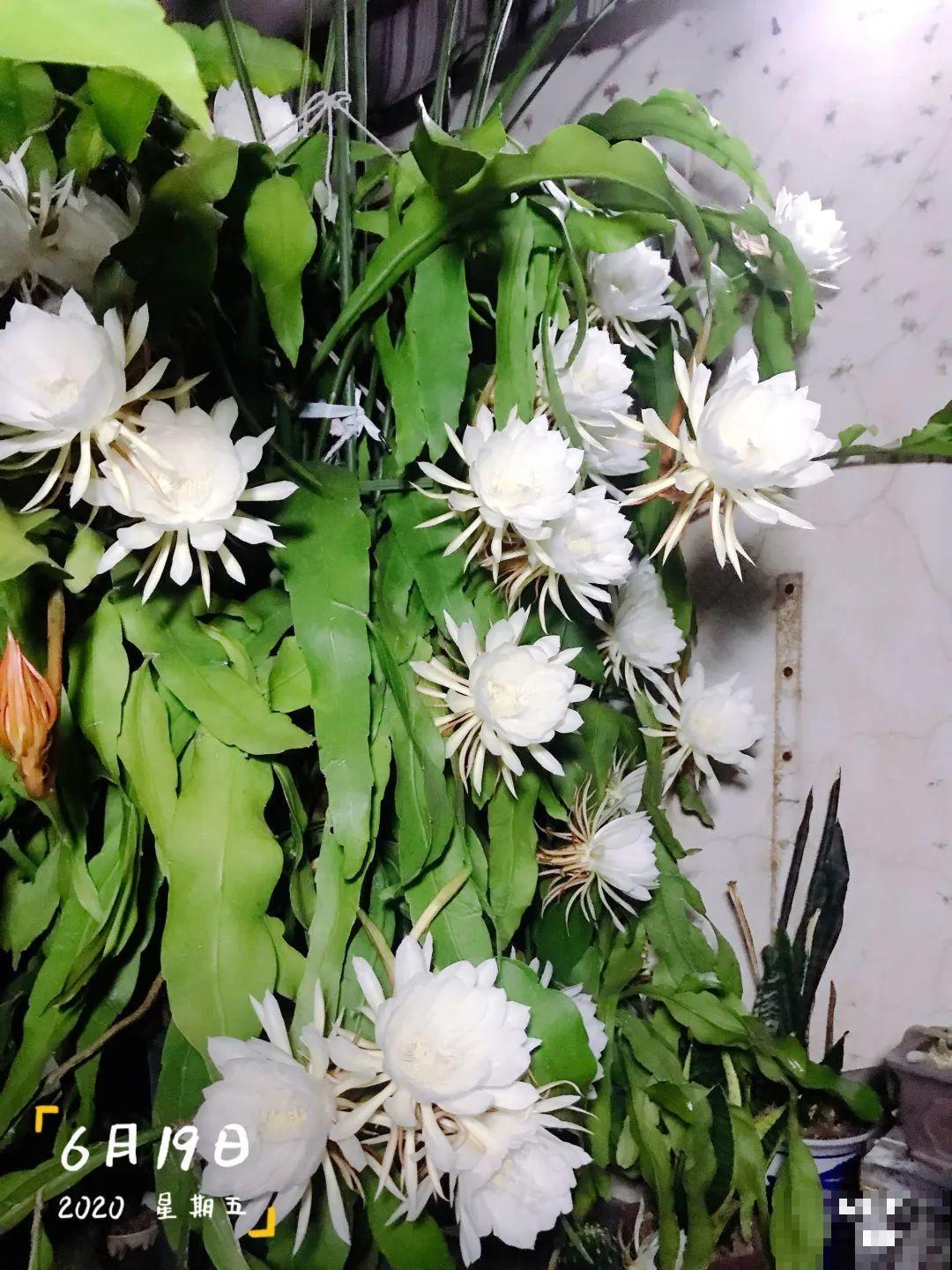 叶子唰啦全剪了，竟然冒出满盆花苞，神奇！