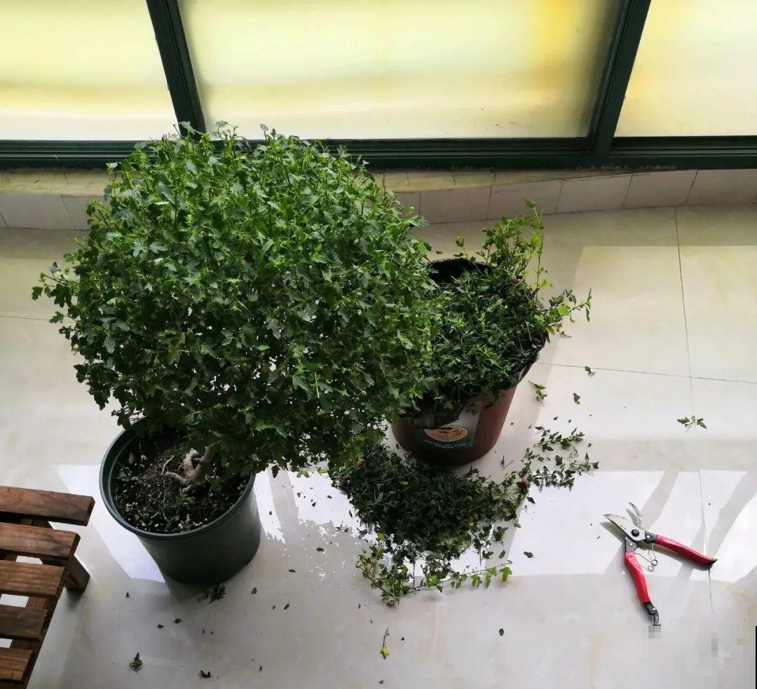 夏天花卉叶子哗哗掉,赶紧遮阴,不然掉成光杆司令 夏天花卉叶子哗哗掉,赶紧遮阴,不然掉成光杆司令