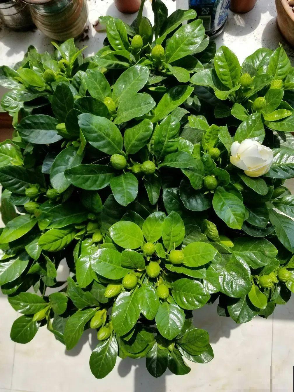 18种难养的花，把握一个点，就能起死回生！