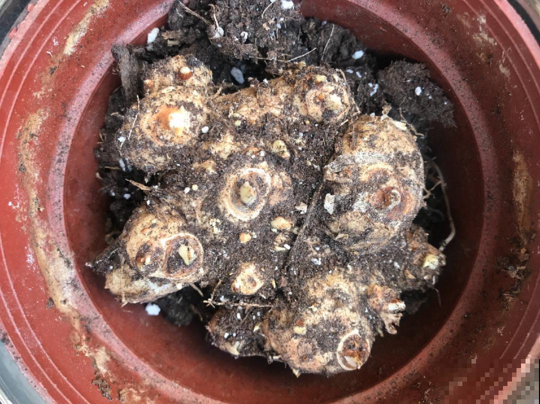 20种花,夏天要休眠,一浇水就死! 20种花,夏天要休眠,一浇水就死!