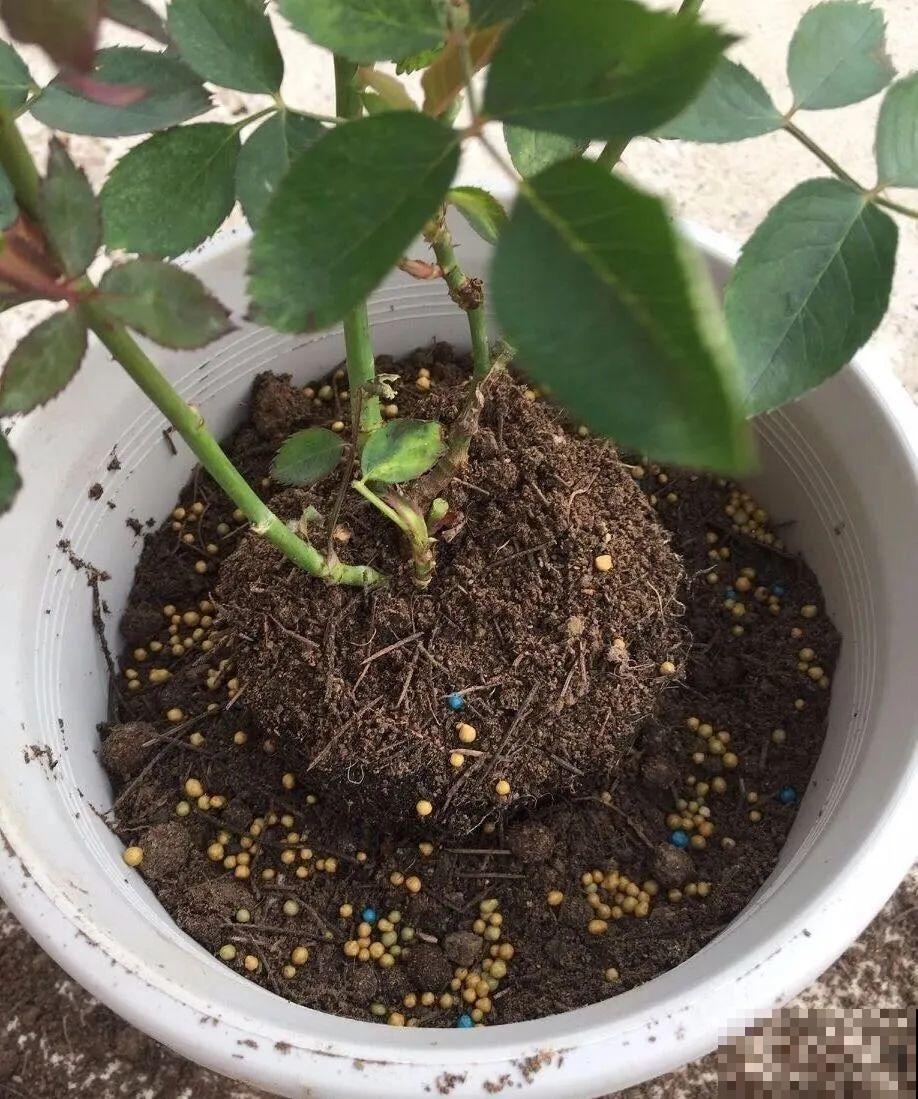 8种花，5月要赶紧修剪，剪完了还能窜新芽