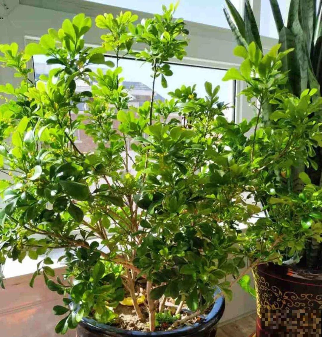 8种花，5月要赶紧修剪，剪完了还能窜新芽
