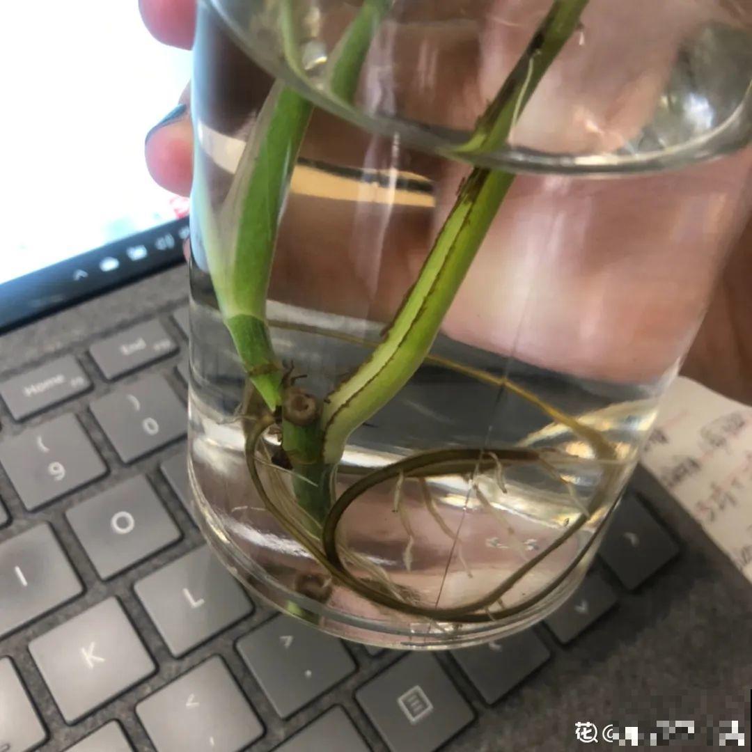 夏天水培植物,一杯水就够了,越养越爆盆 夏天水培植物,一杯水就够了,越养越爆盆