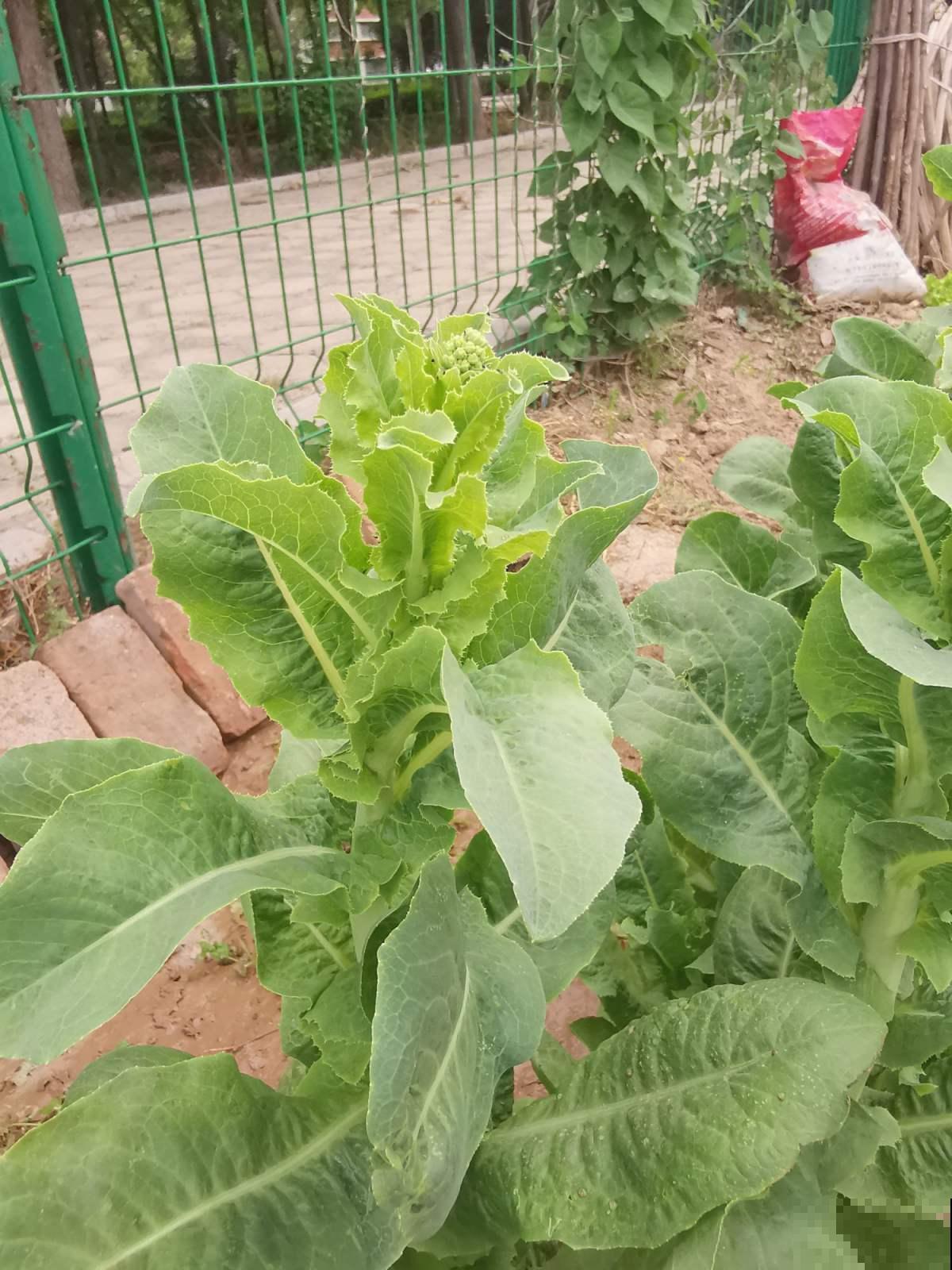 莴苣好吃又营养，在家也能种出好几斤，现在播种要小心！
